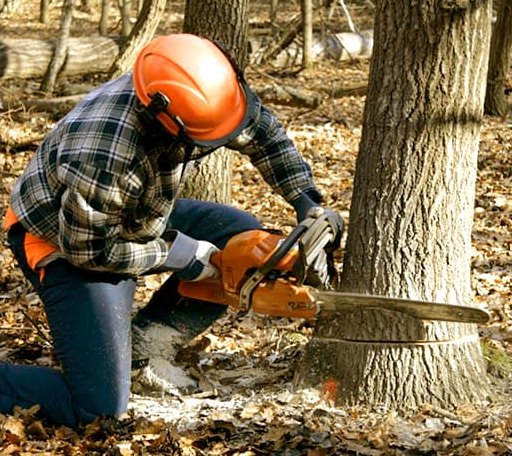 Tree Removal in Glenville, NC